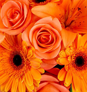 Buy Flowers Online